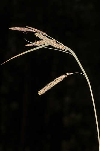Carex flacca #32